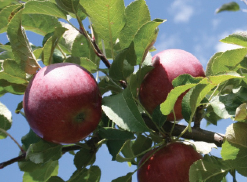 red ripe apples on the tree